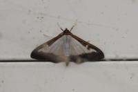 Cydalima perspectalis
