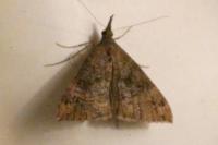 Hypena obsitalis