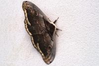 Saturnia pyri