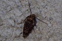 Operophtera brumata
