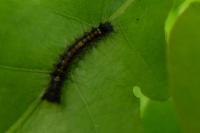 Lymantria dispar