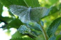Asthena albulata
