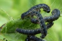 Eriogaster lanestris
