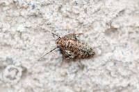 Operophtera brumata
