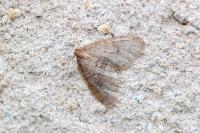 Operophtera brumata