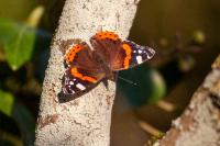 Vanessa atalanta