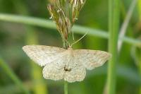 Idaea macilentaria