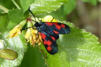 Zygaena trifolii