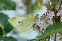 Pieris rapae