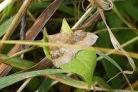 Scotopteryx chenopodiata