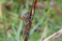 Tortricodes alternella