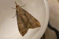 Hypena obsitalis