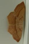 Scopula imitaria