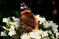 Vanessa atalanta
