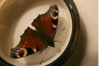 Aglais io