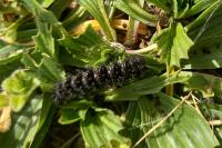 Melitaea cinxia