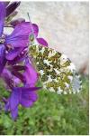 Anthocharis cardamines