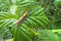 Orgyia antiqua