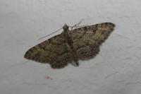 Gymnoscelis rufifasciata