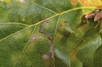 Stigmella