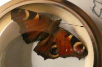 Aglais io