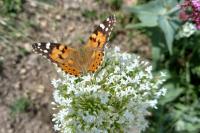 Vanessa cardui