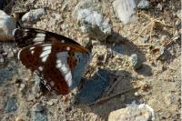 Limenitis camilla