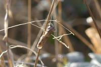 Tortricodes alternella