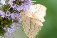 Scopula imitaria
