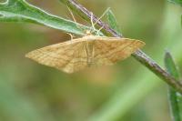 Idaea ochrata