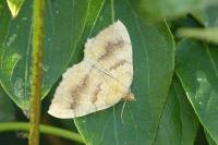 Camptogramma bilineata