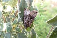 Autographa gamma