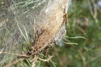 Thaumetopoea pityocampa