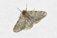 Phigalia pilosaria