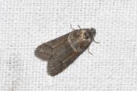Tortricodes alternella