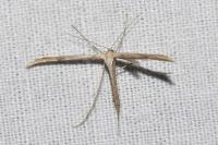 Emmelina monodactyla
