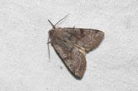 Orthosia incerta