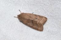 Orthosia cerasi