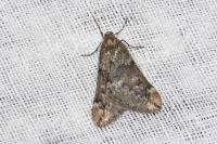 Alsophila aescularia