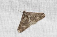 Agriopis leucophaearia