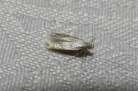 Borkhausenia nefrax