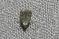 Borkhausenia nefrax