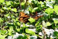 Nymphalis polychloros