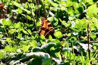 Nymphalis polychloros