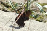 Aglais io