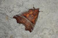 Scoliopteryx libatrix