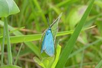 Jordanita globulariae