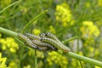 Pieris brassicae