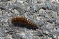Arctia villica