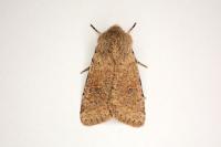 Orthosia cruda